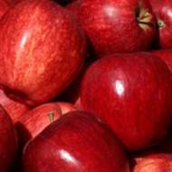 Саженец Яблоня Роял Гала в контейнере